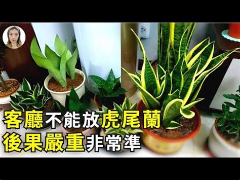 招財風水禁忌擺放虎尾蘭風水|虎尾蘭風水禁忌：擺放小心，招財保平安！ – 植物盆栽綠寶典